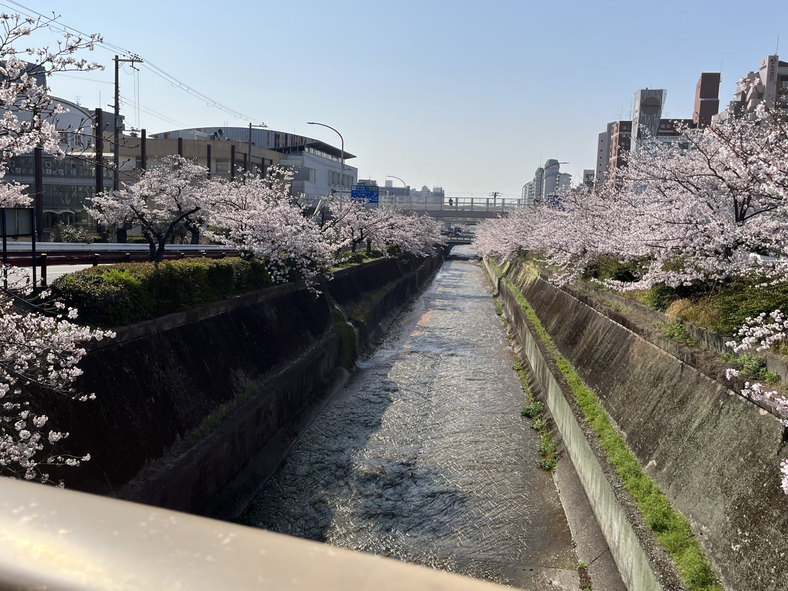 生田川沿いの桜