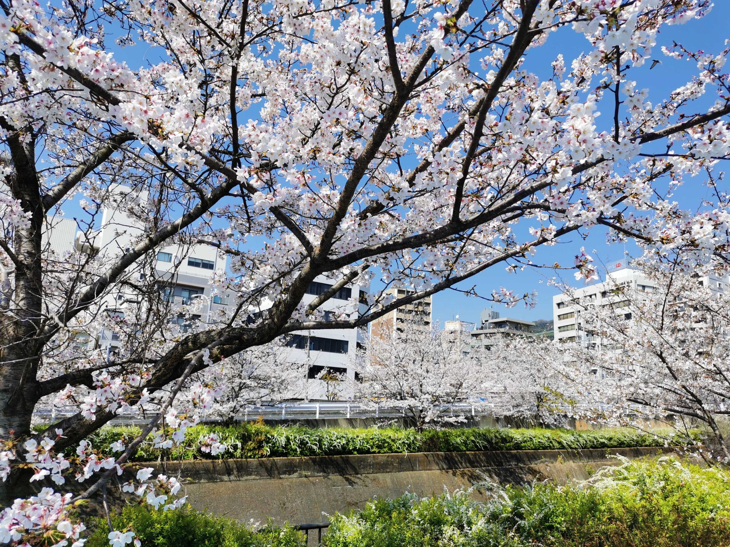 満開の桜