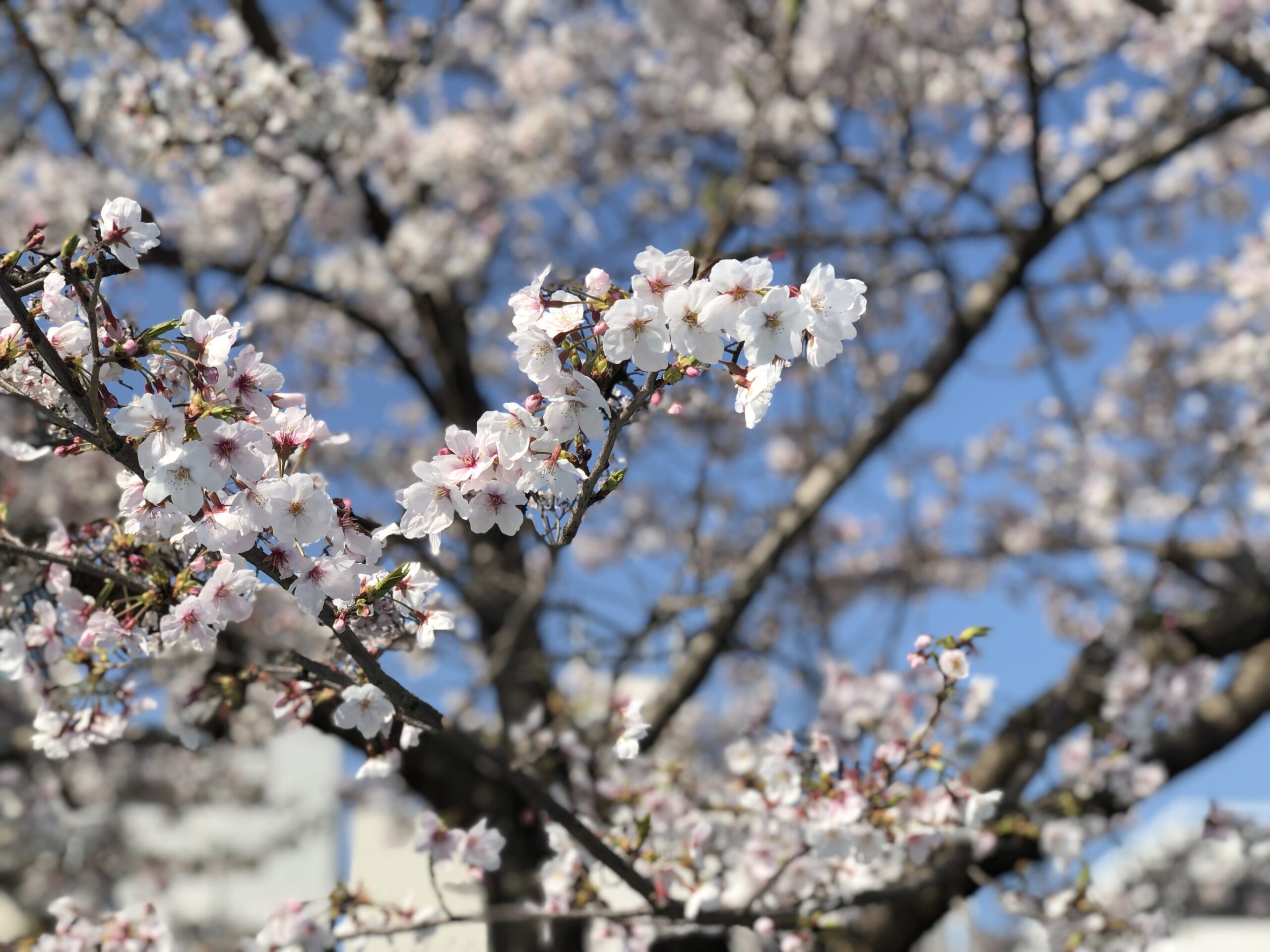 満開の桜2